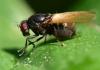 Minettia longipennis